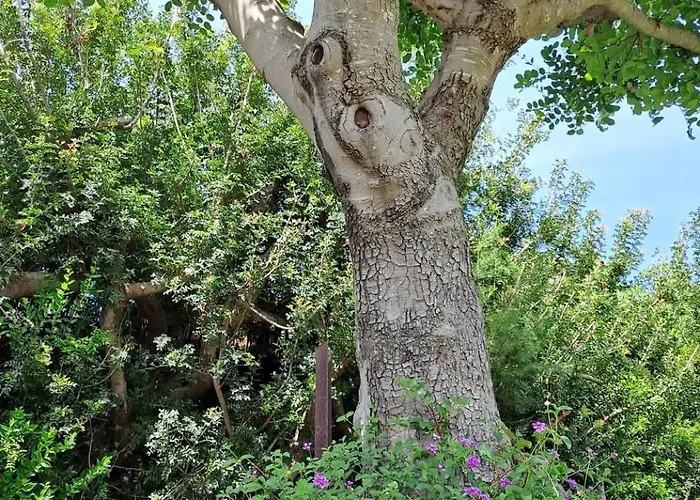 Sa Domixedda בית נופש